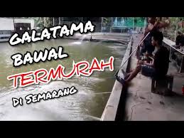 Pemancingan Galatama Bawal Termurah Di Semarang Youtube