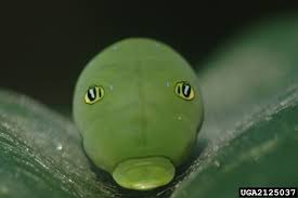 The eastern tiger swallowtail caterpillar begins its life as an egg laid on a host plant, most commonly deciduous trees and shrubs like lilac, willow, birch, ash, wild cherry, basswood, and tulip poplars. Eastern Tiger Swallowtail Papilio Glaucus Natureworks