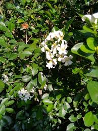 Kemuning (murraya paniculata) adalah tumbuhan yang berasal dari famili rutaceae. Bunga Kemuning Steemit