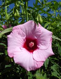 Image result for Hibiscus noldeae