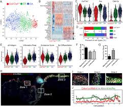 A small, round cell found in the lower part (or base) of the epidermis, the outer layer of the skin. Defining Epidermal Basal Cell States During Skin Homeostasis And Wound Healing Using Single Cell Transcriptomics Biorxiv