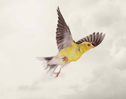 Small Bird In Flight Drawing Wild Birds Flying Photographed By Paul Nelson Birds Flying Wild Birds Birds Flying Photography