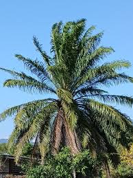 Image result for Elaeis guineensis