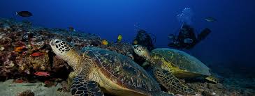 Maybe you would like to learn more about one of these? Diving On Oahu S Beautiful North Shore Hawaii