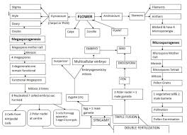 Sexual Reproduction In Flowering Plants Class 12 Pdf Download Wh