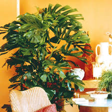 Wie heisst diese pflanze grosse blatter im garten wie. Grosse Zimmerpflanzen Mein Schoner Garten