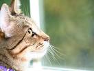 What breeds of cats are outdoor cats - Answers