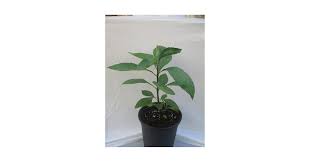 Image result for Vernonia amygdalina
