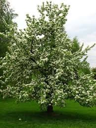 A pear tree with blossoms that shriveled before producing fruit. 1205 Pears Planttalk Colorado