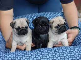 Properly educating yourself on care of your pug puppy is essential is raising a healthy and happy pup! Pug Puppies For Sale Oklahoma City Ok 248545 Petzlover