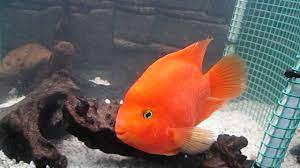 Maybe you would like to learn more about one of these? King Kong Parrot Fish é‡'åˆšé¹¦é¹‰ ã‚­ãƒ³ã‚°ã‚³ãƒ³ã‚°ã‚ªã‚¦ãƒ  Youtube