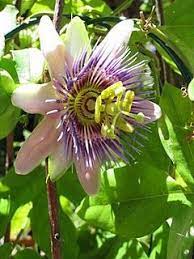 Passion Flower Bloom Flores Exoticas Flor De La Pasion Pasionaria Flor