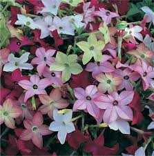 Image result for Nicotiana