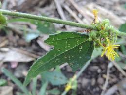 Image result for Triumfetta tomentosa