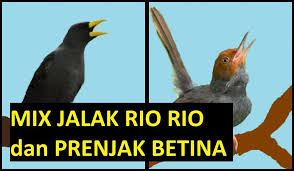 Download suara burung cici padi gacor untuk pikat atau masteran. Shev S Video Burung Masteran Murai Batu Lovebird Kolibri Cucak Ijo Cendet Mix Jalak Rio Rio Dan Prenjak Betina Facebook