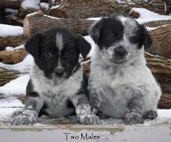 Please visit the american kennel club's website to learn more about the bred with heart program: Blue Heeler X Border Collie Puppies Ready Now For Sale In Wellesley Ontario Your Pet For Sale