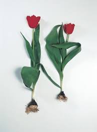 Beautifully hand crafted in the u.s, with premium quality, realistic, silk/artificial flowers the flowers included are real touch silk material that look and feel like real tulips. All About Tulips