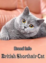 Die Wohl Alteste Englische Katzenrasse Die Britisch Kurzhaar Kann Ihre British Shorthair Alteste Cat Breeds British Shorthair Cats British Shorthair