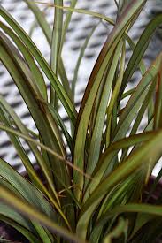 Over the years it has expanded into one of the island's most unique boutiques carrying specialty. Get Tom Thumb New Zealand Flax In Mi At English Gardens Nurseries Serving Clinton Township Dearborn Heights Eastpointe Royal Oak West Bloomfield And The Plymouth Ann Arbor Michigan Areas