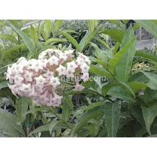 Image result for Cestrum × cultum