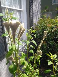 Maybe you would like to learn more about one of these? Identification Of A White Flower From A Picture