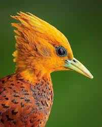 Tropical Bird With Hair On Head Pin On Birds Of A Feather