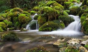 Tara's national park encompasses a large part of the mountain. Nacionalni Park Tara Turistichka OrganizaciÑ˜a Tara Drina