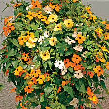 Image result for Thunbergia