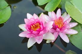 As a lotus flower is born in water, grows in water and rises out of water to stand above it unsoiled, so i, born in the world, raised in the world having overcome the world. Lotus Plant Information Tips On Growing Lotus Plants