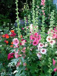 Fill Your Sun Drenched Garden With These Perennials That Love Lots Of Light Hollyhocks Flowers Country Garden Decor Perennials