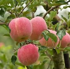 Mewarnai gambar buah buahan dalam keranjang cara menggambar. Kualitas Super Bibit Buah Apel Fuji Kota Surabaya Bibit Buah Buahan Aglonema Info