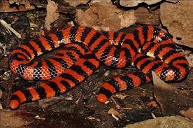 Pin On Snakes And Worms