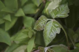 Oh, and it also helps with skin elasticity as you age. What Plants Contain Urushiol Facts About Urushiol In Plants