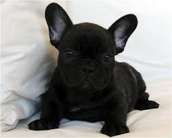Da allevamento con ventennale esperienza a gestione vendita cuccioli di bouledogue francese: Bouledogue Francese Allevamento By A Vergara French Bulldog Puppies Bulldog French Bulldog
