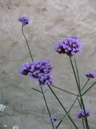 Pflanzentipp Fur Den Herbst Hohes Eisenkraut Verbenia Bonariensis Pflanzen Garten Gartenpflanzen
