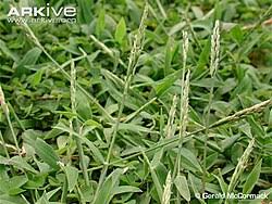 Image result for Urochloa reptans