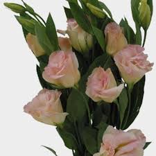 Check spelling or type a new query. Lisianthus Bulk Flowers Blooms By The Box