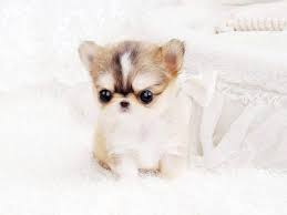 Fedex sri lanka shipping services are also available, simply select international drop off, drop your package off at your local fedex store and they will do you offer door to door delivery? Chihuahua Dog For Sale In Pakistan Pets Lovers
