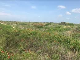 Maybe you would like to learn more about one of these? Wildflowers Fort Matanzas National Monument U S National Park Service