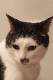 Had a lovely overnight stay with our boys, Tom Howell and Lewis Wong .  Thanks to Chris for all of your help. Photo of the cat and your lovely  little ones. 🦈