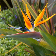 With huge glossy green leaves, the puka is a spectacular. How To Grow Bird Of Paradise Plant Hgtv