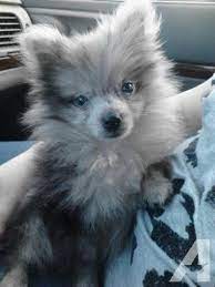 If you're interested in a puppy for sale near me from pomeranianhomepups, please contact us. Female Aca Blue Merle Pomeranian Puppy Rare Color 7 Months Pomeranian Puppy Puppies Blue Merle Pomeranian
