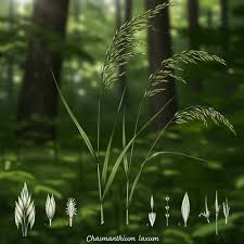 Image result for Chascanum adenostachyum