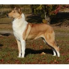 And don't forget the puppyspin tool, which is another fun and fast way to search for collie puppies for sale in usa area and collie dogs for adoption in usa area. Spiritwind Collies Collie Breeder In Pomeroy Ohio