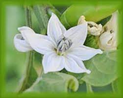 Cayenne Pepper Flower Essence Flower Essences Natural Remedies Flower Remedy