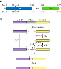 Choose from 77 different sets of flashcards about ligase on quizlet. Trna Ligase Structure Reveals Kinetic Competition Between Non Conventional Mrna Splicing And Mrna Decay Elife