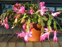 This tropical plant known as christmas cactus has very fragile roots. False Christmas Cactus Care 101 Horticulture