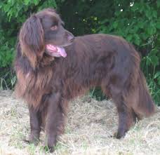 Image result for německý ohař dlouhosrstý