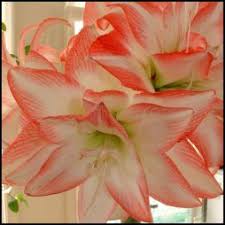 Pin On Flowers