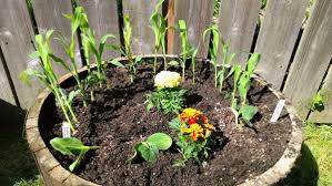 Check spelling or type a new query. Companion Planting For Summer Squash Insteading
